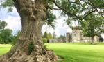 Balloch Ash Tree nominated for Tree of the Year 2026 -  Credit: Audrey Baird
