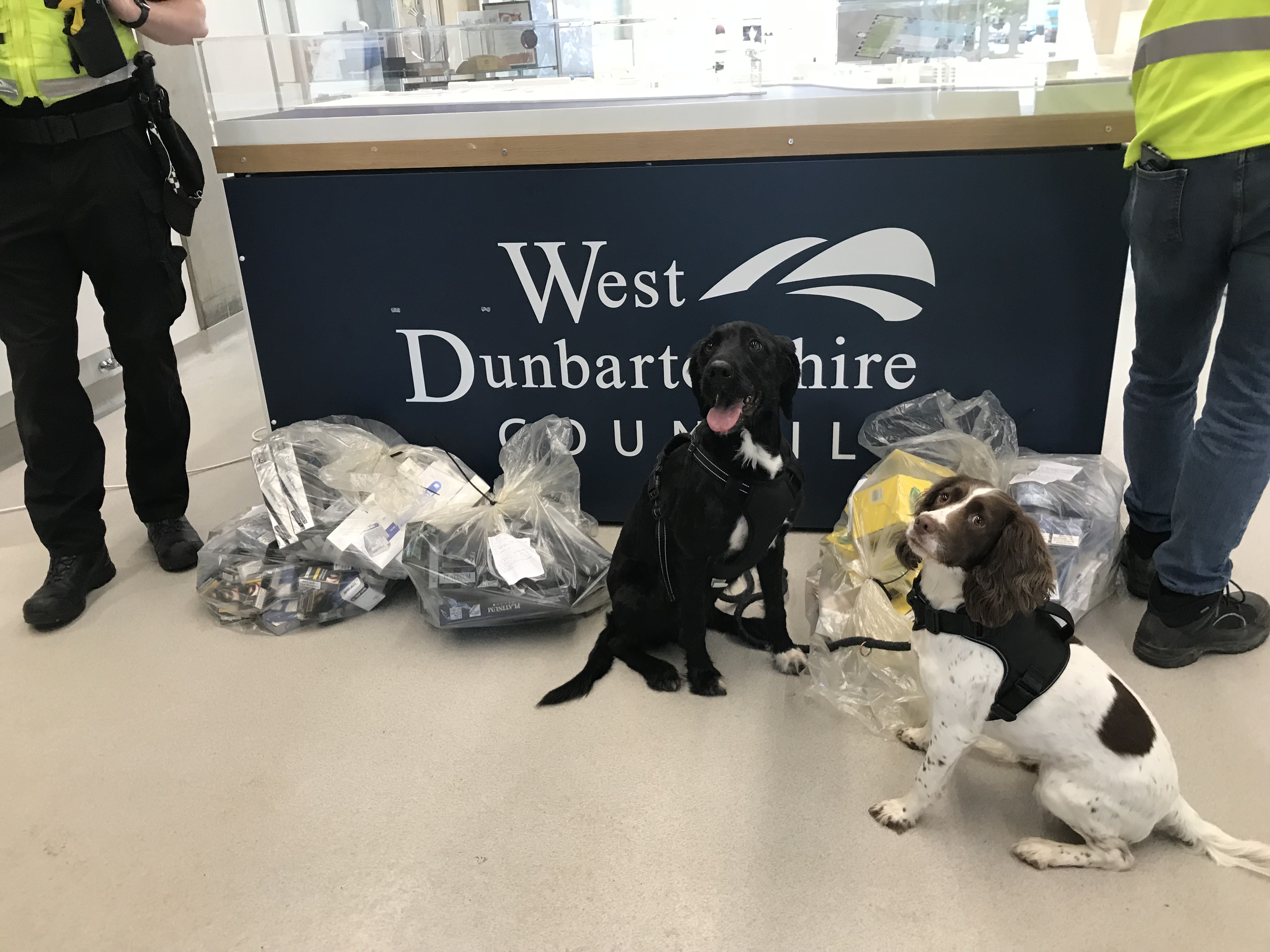 Trading Standards officer inspecting illegal tobacco products during an enforcement operation in Clydebank, with detection dogs